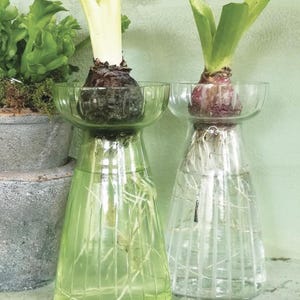 May include: Two glass hyacinth vases, one green and one clear, each holding a hyacinth bulb with emerging leaves. The vases have a flared base and a bowl-shaped top, showcasing the roots in water.