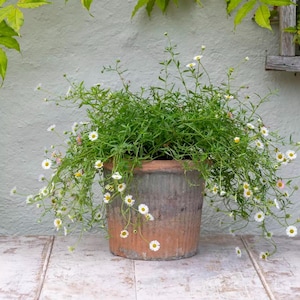 May include: A weathered, cylindrical terracotta pot with a fluted texture and a gradient of grey and orange-brown tones, containing a lush, overflowing plant with thin green stems and numerous small white daisy-like flowers with yellow centres.