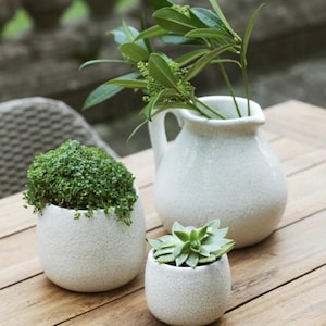 Peut inclure: Trois pots en céramique blanche à glaçure craquelée sur une table en bois. L'un contient une plante verte à feuilles, un autre une succulente, et le troisième est un pichet avec des tiges et des feuilles vertes. L'arrière-plan est flou.