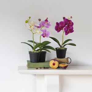 以下が含まれることがあります： 白、ピンク、紫の花が咲く3つの鉢植えの蘭。 蘭は、緑の本、スライスしたプラム、小さな赤いベリーが置かれた白い棚にあります。 ポットは黒です。