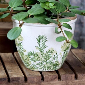 May include: A white ceramic plant pot with a green botanical design, filled with a green leafy plant. The pot sits on a wooden slatted shelf. The plant has round, green leaves and long stems.