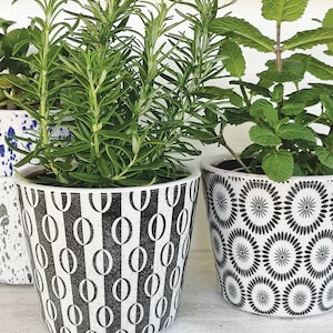 Puede incluir: Tres hierbas en macetas: romero y menta. El romero está en una maceta con estampado en blanco y negro con un diseño ovalado. La menta está en una maceta con estampado floral en blanco y negro. Las macetas están en un estante blanco.