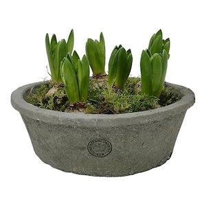 Kew Gardens Grå Terrakottakruka - Rustik Shallow Shallow Planter - Trädgårdskruka - Skålkruka - Utomhusdekoration - 25 x 8,5 cm