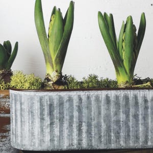 Metal Cactus Trough Planter - Rustic Long Planter - Rust or Zinc - Plant Pot - Outdoor Planter - Garden Troughs - 2 Designs