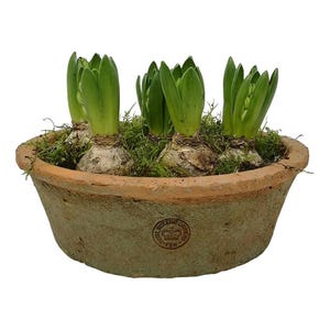 Puede incluir: Una maceta redonda de terracota llena de bulbos de jacinto y musgo verde. Los bulbos tienen brotes verdes que emergen. La maceta tiene un aspecto envejecido. La maceta es probablemente de arcilla y tiene un color natural y terroso.
