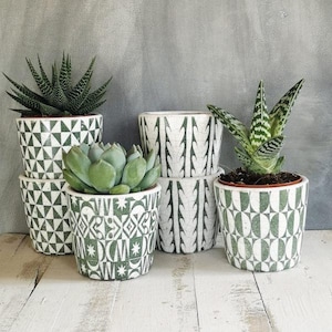 May include: An assortment of potted succulents and cacti in patterned ceramic pots. The pots display geometric and abstract designs in white and green. The plants vary in shape and texture, creating a visually appealing display for a home or garden.