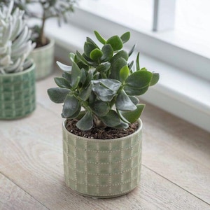 May include: A small, green jade plant in a light green, textured ceramic pot. The pot has a grid-like pattern. The plant has thick, rounded leaves. Another plant in a similar pot is visible in the background.