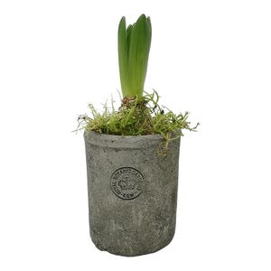 Kew Garden Planter - Etsy