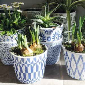 Peut inclure: Plusieurs pots de plantes en céramique avec des motifs bleus et blancs. Ils contiennent diverses plantes et bulbes. Les pots présentent des motifs géométriques et floraux. Certains pots ont des plantes vertes, d'autres des bulbes en germination.
