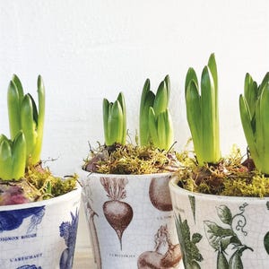 May include: Three ceramic flower pots with green sprouts. The pots have a white, crackled finish and are decorated with botanical illustrations in blue and brown. The pots are filled with soil and moss.