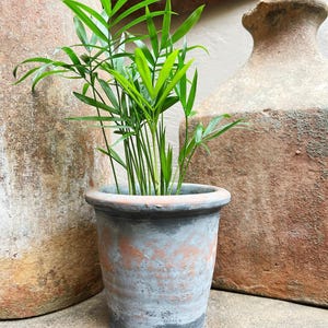 May include: A small potted plant with bright green leaves. The plant is in a weathered, gray and orange terracotta pot. The pot has a rounded rim and a dark base. Two large, textured, brown vases are in the background.