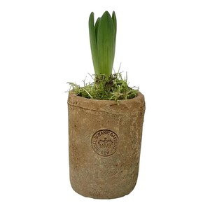 May include: A small potted plant with green leaves emerging from the center. The plant is in a weathered, cylindrical terracotta pot with the text "Royal Botanic Gardens Kew" stamped on the front. The pot is filled with green moss.