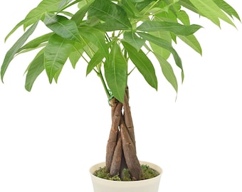 Árbol del dinero trenzado, Pachira Aquatica, maceta de 10 cm, planta de interior tropical.
