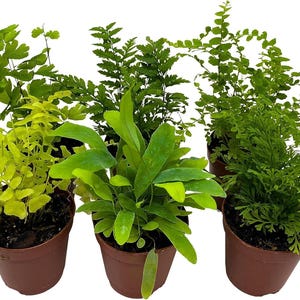 BubbleBlooms Fern Variety Assortment, 6 Different Ferns in 2 inch pots Tiny Mini Pixie Plants