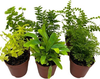 BubbleBlooms Farnsortiment, 6 verschiedene Farne in 5 cm Töpfen Tiny Mini Pixie Pflanzen