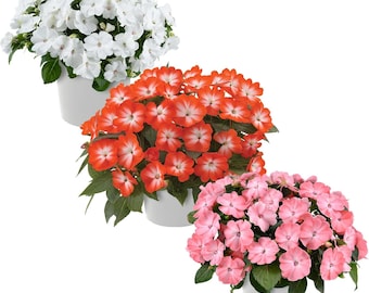 Impatiens de Nueva Guinea (plantas vivas) – Colores surtidos, flores de jardín de bajo mantenimiento.