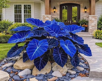 Rare Royal Blue Elephant Ear Seeds, Giant Tropical Ornamental Plant