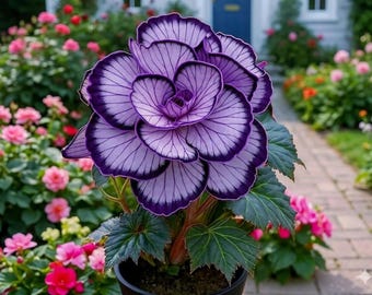 5+ Desert Rose Seeds for Planting Outdoors- Perennial Exotic Tropical Rose Flower Non-GMO Heirloom