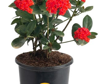 Costa Farms Ixora Maui Red (Jungle Flame) Live Outdoor Plant, Flowering Tropical Shrub, 24-36 Inches Tall, Attracts Butterflies