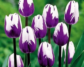 Bulbos de tulipán blanco púrpura – Flores perennes de color púrpura para plantar