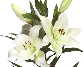 Easy to Grow Lilium Asiatic Lily 'White' Plant Bulbs (3 Pack)