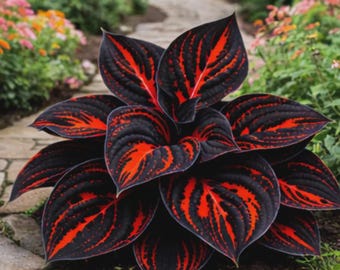Red and Black Hosta Plant, Striking Stripes, Hardy Perennial, Shade Garden (Seed Pack)