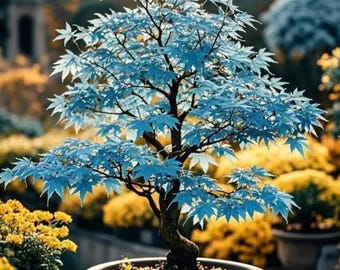 Rare Blue Japanese Maple Seeds – Acer Palmatum Ornamental Tree for Bonsai, Garden Planting