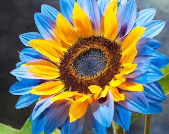 100+ Sunflower Seeds for Planting