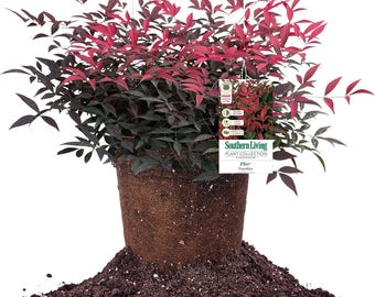Nandina enana / Arbusto compacto de follaje rojo, zonas 6-10