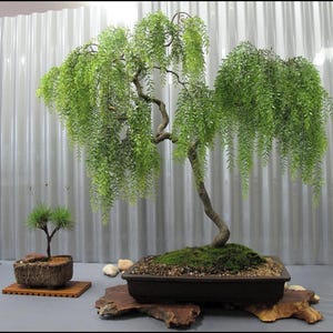 bonsai baum kaufen toom Bonsaiwonder | Japanischer bonsai - Pinus Parviflora Nr.11