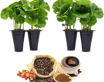 Caféier Arabica (Lot de 4) Vraie plante vivante