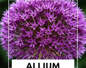 Dark Purple Allium Bulbs – Giant Blooming Onion Perennial Garden Flower (5 Bulbs)