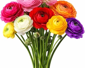 Easy to Grow Ranunculus Tecolote Rainbow Mix 10 Flower Bulbs