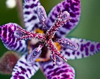 Blue Wonder Toad Lily (Hardy Japanese Lily) 1/pkg