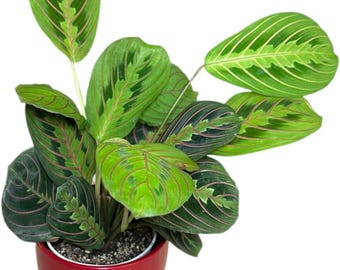 Red Maranta Prayer Plant, Pet Friendly, Easy Care Indoor Live Plant (4 inch Pot)