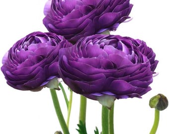 Easy to Grow Ranunculus Tecolote Purple 10 Flower Bulbs