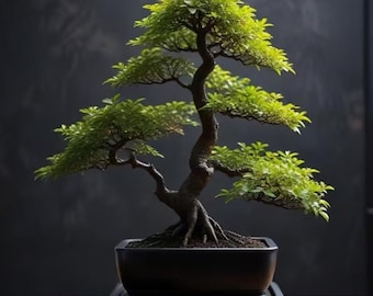 Blackskin Willow Bonsai Tree Cutting to Grow