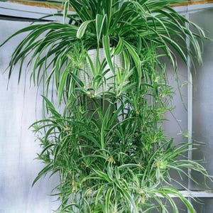 May include: A lush spider plant in a white woven hanging basket. The plant features long, cascading green and white striped leaves. The plant is suspended in front of a light-colored background, creating a natural, airy aesthetic.