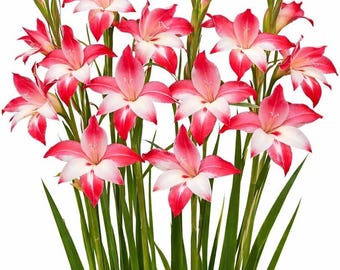 Easy to Grow Hardy Gladiolus Galaxian 10 Bulbs