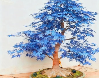 15 Blue Maple Seeds for Planting, Striking Foliage, Ornamental Tree, USDA Zones 3-8