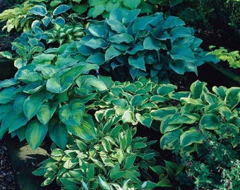 Mixed Hosta Perennials (6 Pack of Bare Roots) - Great Hardy Shade Plants