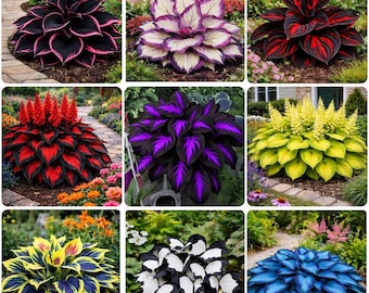 Exotic Mixed Hosta Seeds – Rare Color Perennial Plants for Bold Shade Garden Foliage