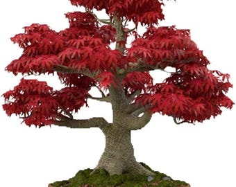 Japanese Red Maple Bonsai Seeds | 30+ Vibrant Foliage Tree Seeds
