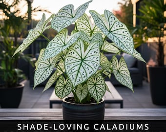 Bulbos de Caladium de color verde y blanco – Plantas perennes de fácil cultivo (6 bulbos)