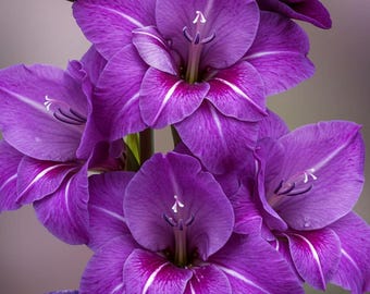Purple Flora Gladiolus Bulbs to Grow - Sword Lily(5 bulbs)