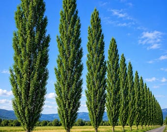 Lombardy Poplar Tree Cuttings for Planting(5 trees)