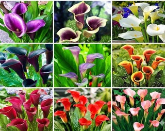 100 Pcs Calla Lily Seeds – Easy Grow Ornamental Flowers
