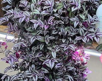 Wandering Jew - Tradescantia Zebrina - Inch P.Lant 9 Pcs C.uttings Silver Purple Burgundy