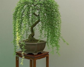 Bonsai Green Weeping Willow Tree Cutting - Thick Trunk Start, Dwarf Bonsai Material