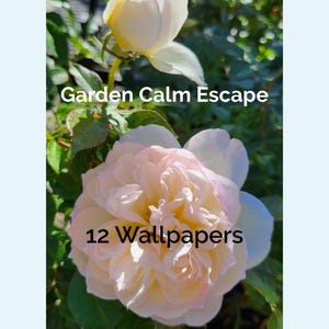 May include: Close-up of two roses in a garden setting. The larger rose is a soft peach color with pink edges, while the other is a creamy white. Text reads "Garden Calm Escape" and "12 Wallpapers."